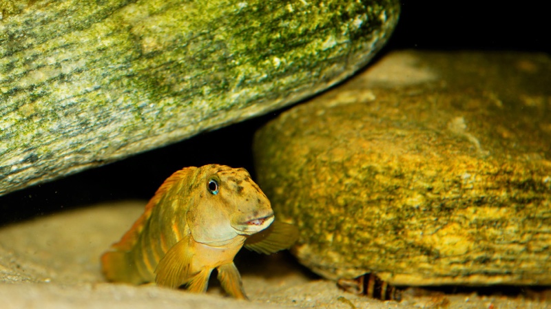 Eretmodus marksmithi 'Milima Island'